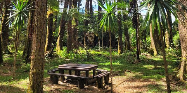 Sophie nature park a peaceful nature walk in the heart of mauritius  (3)